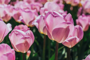 colorful tulips, tulips in spring