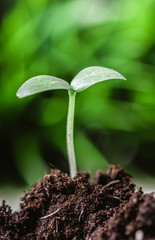 Young sprout in springtime,Closeup.