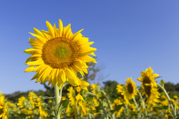 Blooming sunflower in a field on a sunny day.