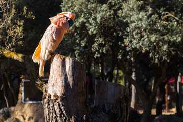 The Salmon-crested cockatoo 