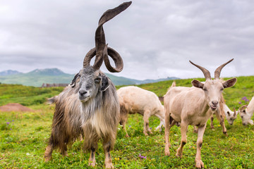 goat herd leader with huge horns unusual