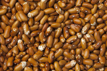 Dried Jacobs cattle gold beans