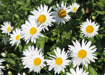 Fototapeta premium large daisies with very white petals