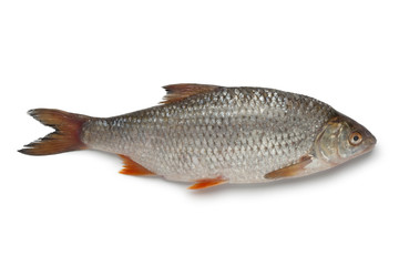 Fresh raw common roach