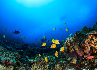 Fototapeta na wymiar Scuba dive coral reef