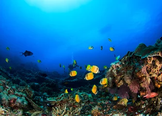 Cercles muraux Plonger Plongée sous-marine récif de corail