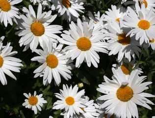 large mountain daisies with petals