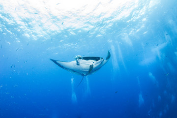 Manta Ray