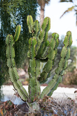 Pachycereus cactus on Fuerteventura, Canary Islands, Spain