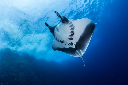 Manta Ray