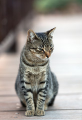 A Beautiful  grey cat outside in the garden
