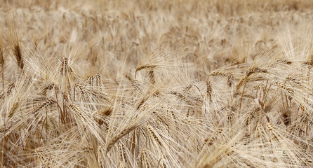 yellow ripe wheat ears in the field in summer