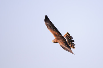 Flying Montagus harrier