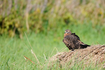Perching juvenile Montagus harrier at the meadow