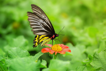 Butterfly on orange flower ( The Golden Birdwing )