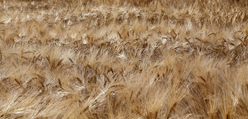 ripe wheat ears in the field in summer