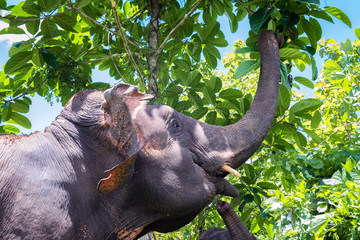 Fototapeta premium Wild elephant walking in the wild, eating grass along the way