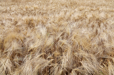 wheat ears in the field in summer