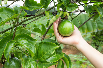 passion fruit on tree