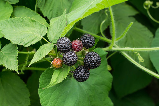 Black raspberries (Rubus occidentalis) ripening on the branch