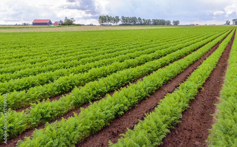 Wall mural Rows of bright green carrot plants in a Dutch field