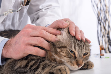 Veterinarian examining a ear of a cat