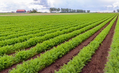 Fototapeta na wymiar Rows of bright green carrot plants in a Dutch field