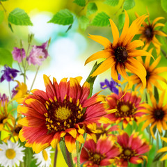 Image of beautiful flowers in the garden