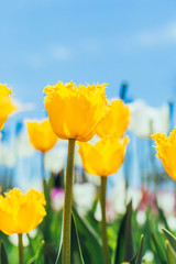 Fototapeta premium colorful tulips, tulips in spring