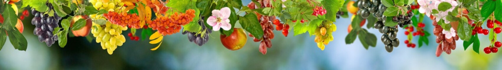 Image of fruit in the garden close-up