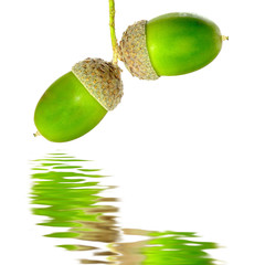 acorns