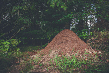 Anthill in a pine forest