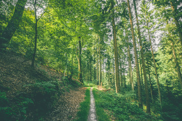 Fototapeta na wymiar Small forest trail in a green forest