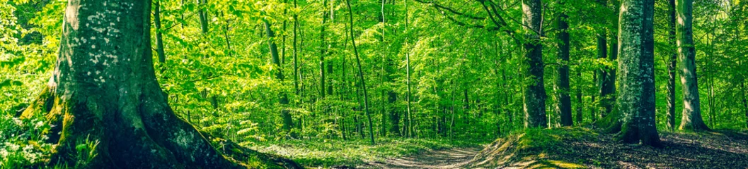 Zelfklevend Fotobehang Groen beukenbos in een panoramisch landschap © Polarpx