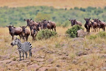 Fototapeta na wymiar Great migration in Masai Mara, Kenya, Tanzania, Africa, a lot of wild animals in the nature habitat, big moments, wildebeest and zebras