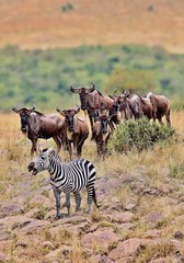 Obraz na płótnie Canvas Great migration in Masai Mara, Kenya, Tanzania, Africa, a lot of wild animals in the nature habitat, big moments, wildebeest and zebras