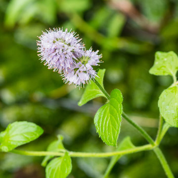Water Mint