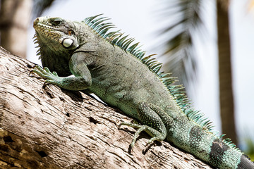 Naklejka premium Green Iguana lizard, tropical creature, climbing palm tree in caribbean island of Guadeloupe.