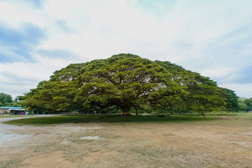 Giant Rain tree at Kanchanaburi, Thailand