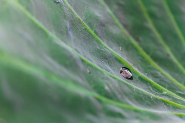Water drop on big Lotus leaf
