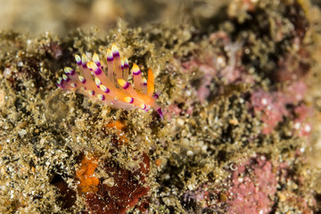 Cuthona sibogae Nudibranch, Sea Slug