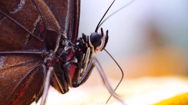 Blauer Morphofalter mit Saugr&uuml;ssel bei der Nahrungsaufnahme, Morpho peleides