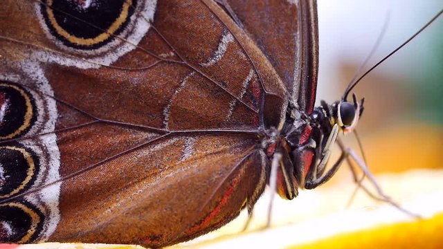 Blauer Morphofalter mit Saugr&uuml;ssel bei der Nahrungsaufnahme, Morpho peleides