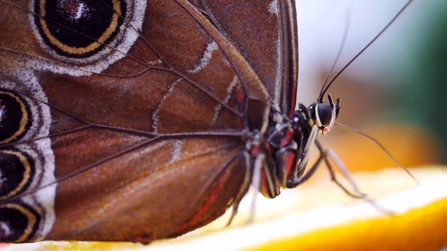 Blauer Morphofalter mit Saugr&uuml;ssel bei der Nahrungsaufnahme, Morpho peleides