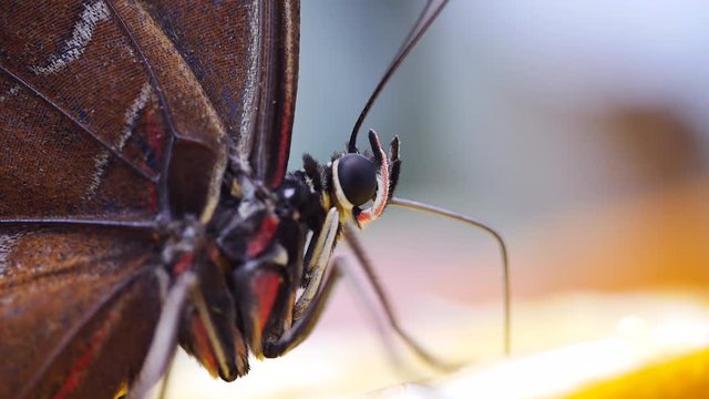 Blauer Morphofalter mit Saugr&uuml;ssel bei der Nahrungsaufnahme, Morpho peleides