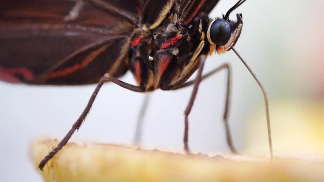 Blauer Morphofalter mit Saugr&uuml;ssel bei der Nahrungsaufnahme, Morpho peleides