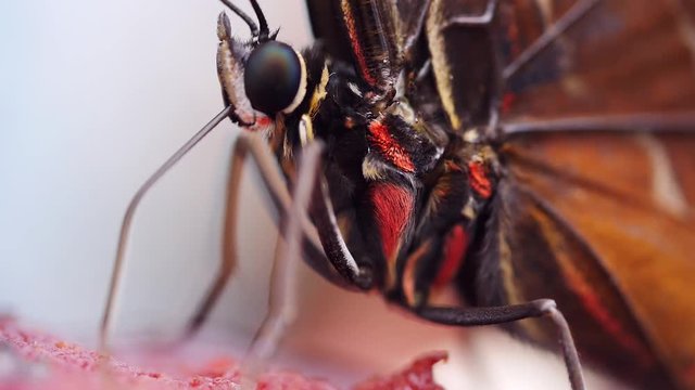 Blauer Morphofalter mit Saugr&uuml;ssel bei der Nahrungsaufnahme, Morpho peleides
