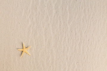 Fototapeta na wymiar a sea star on the beach