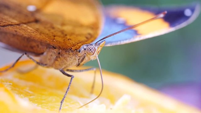 Tropischer Schmetterling bei der Nahrungsaufnahme mit dem Saugr&uuml;ssel, Vindula erota, 