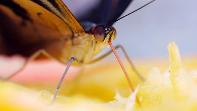 Tropischer Schmetterling mit Saugr&uuml;ssel bei Nahrungsaufnahme